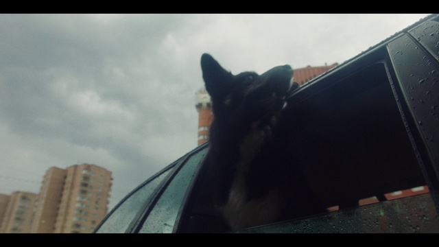 Video Reference: Cloud, Sky, Building, Carnivore, Automotive exterior, Felidae, Tints and shades, Vehicle door, Motor vehicle, Small to medium-sized cats