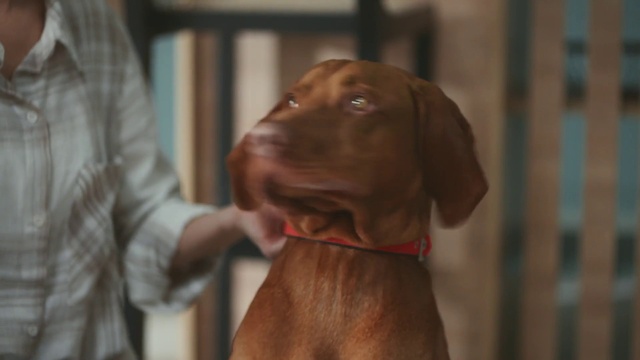 Video Reference: Dog, Carnivore, Liver, Dog breed, Ear, Fawn, Pet supply, Companion dog, Collar, Working animal