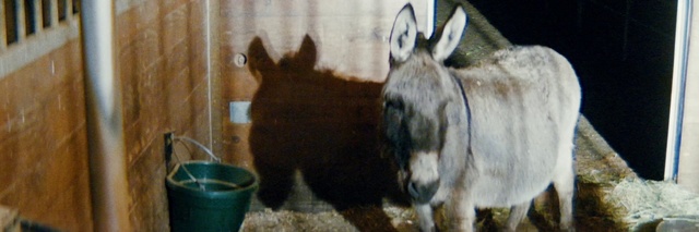 Video Reference: Vertebrate, Working animal, Mammal, Fawn, Terrestrial animal, Pack animal, Livestock, Snout, Pet supply, Liver