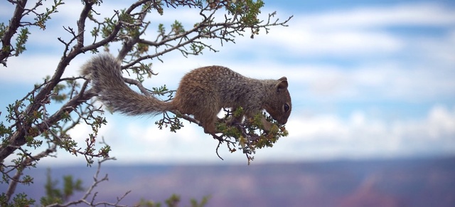 Video Reference: Sky, Plant, Rodent, Tree, Twig, Whiskers, Trunk, Carnivore, Fawn, Cloud
