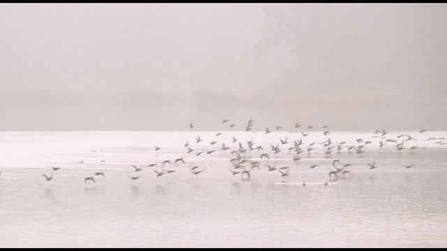Video Reference: Bird, Water, Vertebrate, Fluid, Lake, Beach, Animal migration, Monochrome photography, Monochrome, Water bird