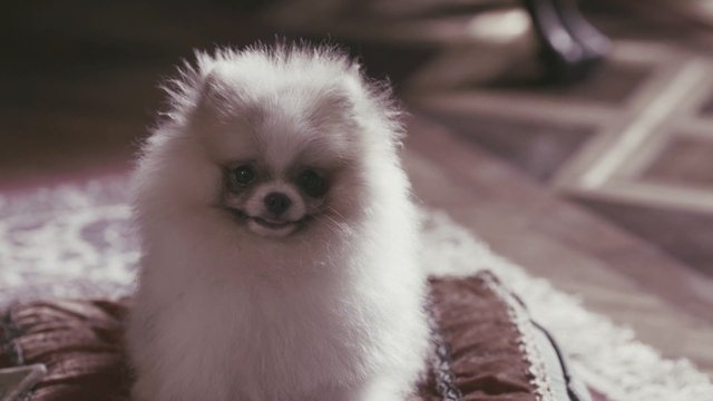 Video Reference: dog, small dog, fluffy, white fur, pet, indoors, portrait, cute, cushion, soft focus, animal, toy breed