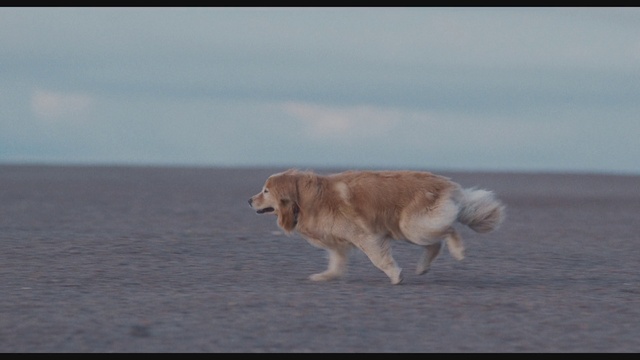 Video Reference: Dog, Sky, Water, Cloud, Carnivore, Dog breed, Companion dog, Fawn, Retriever, Tail