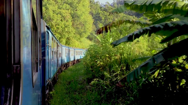 Video Reference: Train, Plant, Leaf, Vehicle, Rolling stock, Window, Tree, Rolling, Woody plant, Terrestrial plant