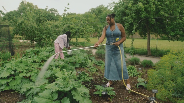Video Reference: Plant, Tree, Farmer, Agriculture, Sky, People in nature, Leaf vegetable, Farmworker, Groundcover, Field