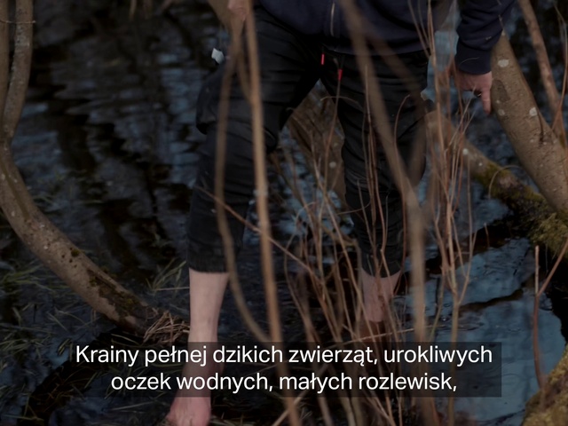 Video Reference: Shorts, Wood, Plant, Branch, Organism, Twig, Terrestrial plant, Trunk, Thigh, Biome