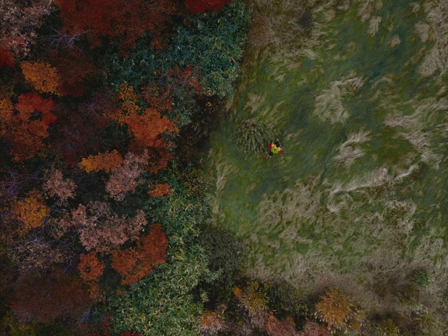 Video Reference: Organism, Terrestrial plant, Grass, Groundcover, Wood, Landscape, Forest, Deciduous, Art, Geology