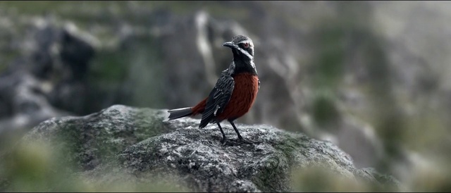 Video Reference: Bird, Beak, Songbird, Feather, Twig, Perching bird, Finch, Wildlife, Terrestrial animal, Old World flycatcher