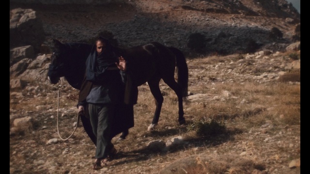 Video Reference: Plant, Working animal, Fawn, Dog breed, Carnivore, People in nature, Landscape, Pack animal, Recreation, Grassland