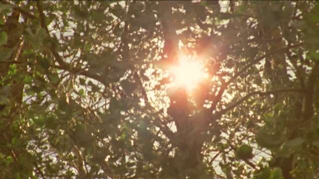 Video Reference: People in nature, Twig, Natural landscape, Astronomical object, Grass, Sky, Tints and shades, Lens flare, Deciduous, Sun