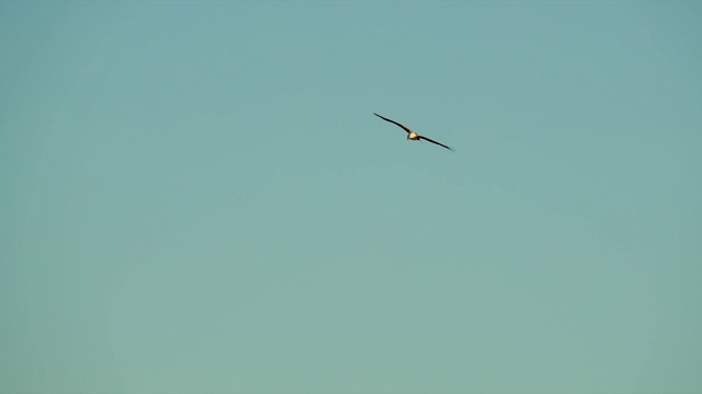 Video Reference: Sky, Bird, Beak, Wing, Accipitriformes, Seabird, Tail, Flight, Balance, Event