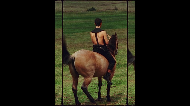Video Reference: Horse, Working animal, Grass, Horse supplies, Fawn, People in nature, Bridle, Grassland, Landscape, Mane