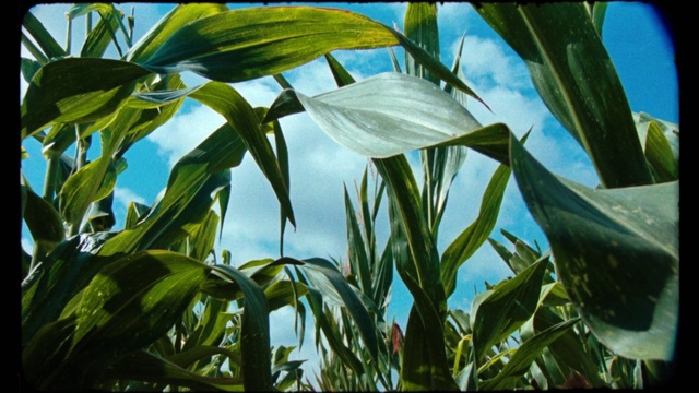 Video Reference: Plant, Water, Sky, Botany, Leaf, Terrestrial plant, Grass, Agriculture, Grass family, Natural landscape