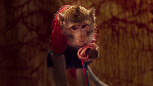 Video Reference: Nose, Head, Eye, Primate, Human body, Fawn, Happy, Terrestrial animal, Snout, Wrinkle