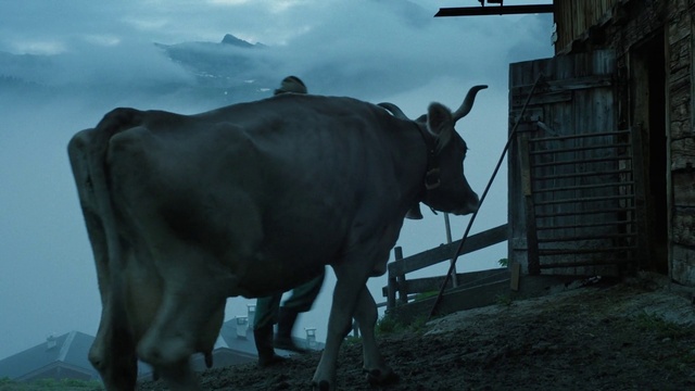 Video Reference: Sky, Working animal, Bull, Natural material, Horn, Terrestrial animal, Snout, Cloud, Landscape, Livestock