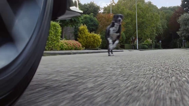 Video Reference: Plant, Dog, Tree, Road surface, Asphalt, Felidae, Sky, Carnivore, Automotive mirror, Companion dog