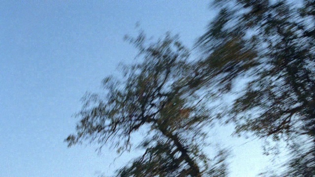 Video Reference: Sky, Plant, Twig, Natural landscape, Tree, Trunk, Cumulus, Forest, Cloud, Electric blue