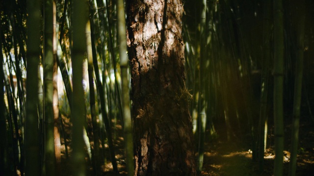 Video Reference: Atmosphere, Wood, Plant, Terrestrial plant, Natural landscape, Trunk, Twig, Arecales, Grass, Tints and shades