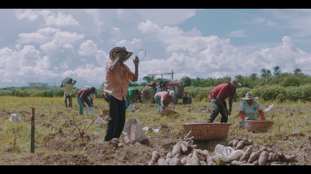 Video Reference: Cloud, Sky, Plant, People in nature, Farmer, Agriculture, Adaptation, Rural area, Grass family, Farmworker