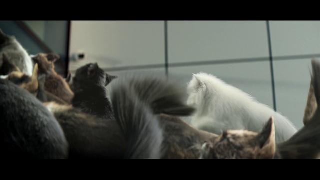 Video Reference: Horse, Cat, Monochrome photography, Monochrome, Tail, Fur, Wing, Feather, Felidae, Terrestrial animal