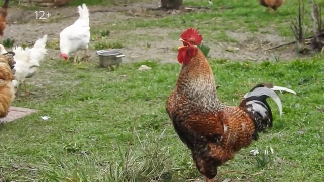 Video Reference: Bird, Vertebrate, Green, Chicken, Comb, Phasianidae, Galliformes, Grass, Beak, Plant