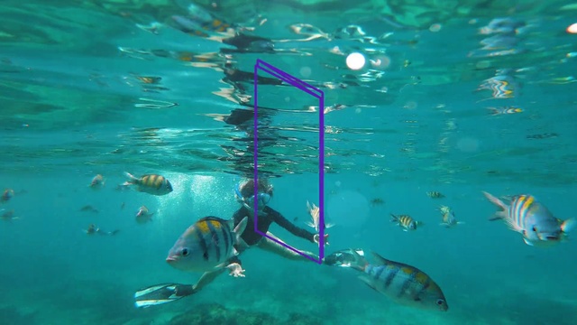 Video Reference: Water, Liquid, Vertebrate, Azure, Organism, Fluid, Underwater diving, Underwater, Body of water, Outdoor recreation