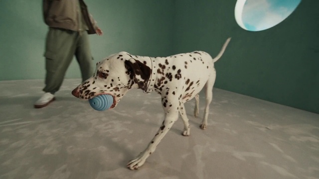 Video Reference: Dog, Dalmatian, Dog breed, Carnivore, Khaki pants, Fawn, Balloon, Companion dog, Snout, Sporting Group
