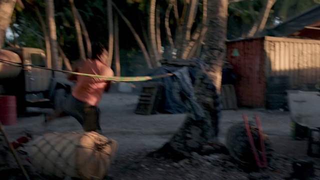 Video Reference: Plant, Wood, Fawn, Tree, Trunk, Automotive tire, Twig, Landscape, Natural material, Arecales