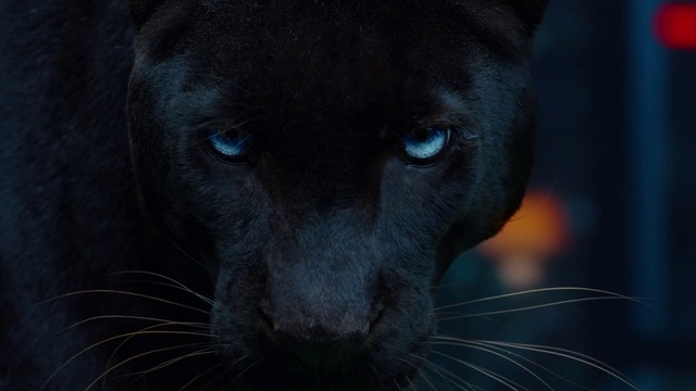 Video Reference: Felidae, Carnivore, Dog breed, Small to medium-sized cats, Whiskers, Iris, Terrestrial animal, Cat, Snout, Electric blue