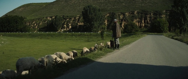Video Reference: Plant, Working animal, Highland, Tree, Grass, Natural landscape, Rural area, Landscape, Grassland, Sheep