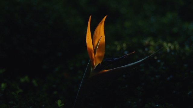 Video Reference: flower, bird of paradise, orange, close-up, macro, plant, nature, dark background, bokeh, tropical, flora, garden, single flower