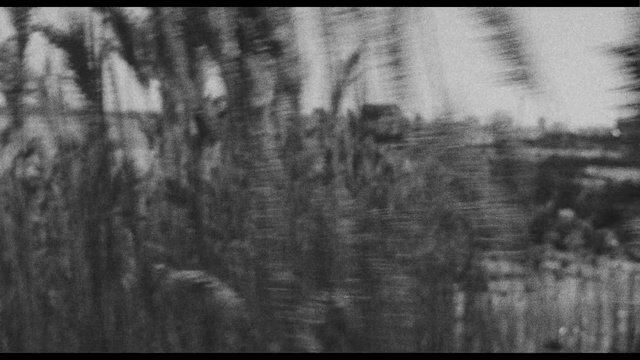 Video Reference: Wood, Natural landscape, Grey, Black-and-white, Twig, Tints and shades, Grass, Font, Pattern, Landscape