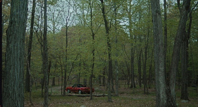 Video Reference: Plant, Plant community, Tire, Vehicle, Tree, Natural landscape, Wheel, Wood, Terrestrial plant, Biome