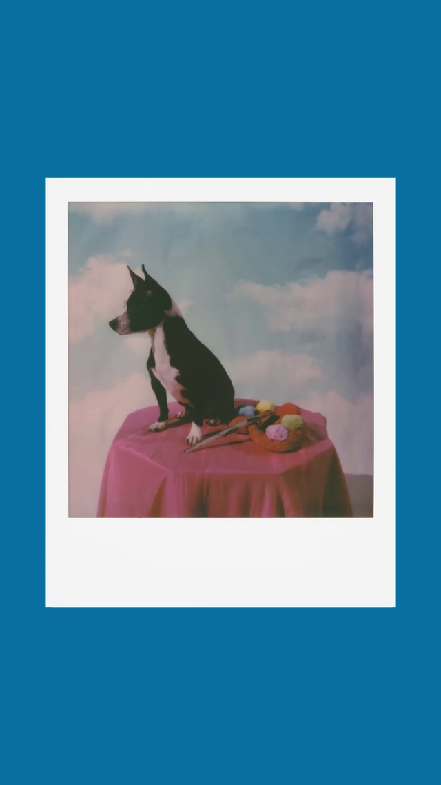 Video Reference: Dog, Sky, Carnivore, Cloud, Dog breed, Fawn, Felidae, Dog supply, Font, Companion dog