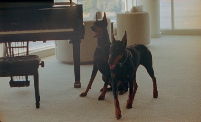 Video Reference: Dog, Carnivore, Dog breed, Musical instrument, Grey, Floor, Flooring, Working animal, Wood, Piano