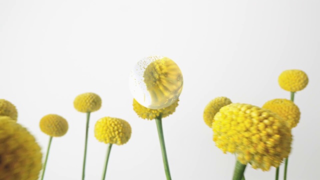 Video Reference: Flower, Plant, Petal, Botany, Flowering plant, Pedicel, dandelion, Pollen, Close-up, Macro photography