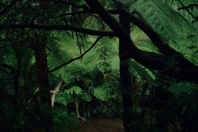 Video Reference: forest, jungle, rainforest, ferns, greenery, trees, foliage, woodland, nature, vegetation, path, dense, wild, lush, outdoors, environment