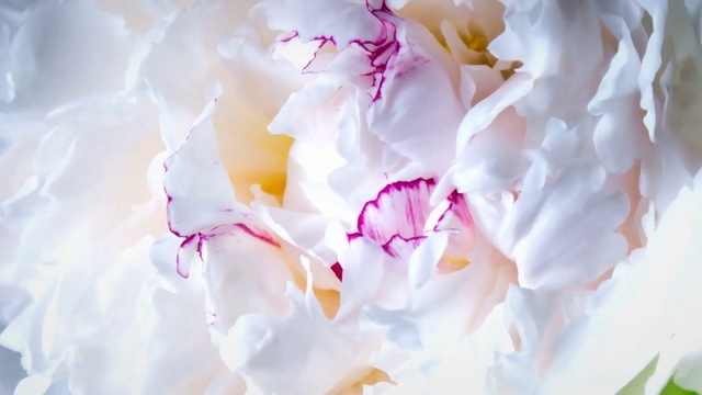 Video Reference: Plant, Petal, Flower, Pink, Twig, Magenta, Blossom, Rose family, Flowering plant, Close-up