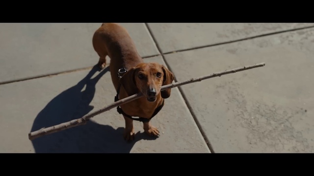 Video Reference: Dog, Collar, Carnivore, Fawn, Companion dog, Working animal, Pet supply, Dog breed, Dog collar, Leash