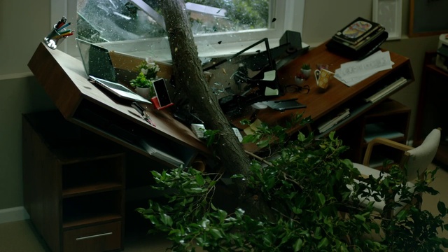 Video Reference: Plant, Wood, Terrestrial plant, Grass, Roof, Automotive exterior, Herb, Glass, Twig, Hardwood