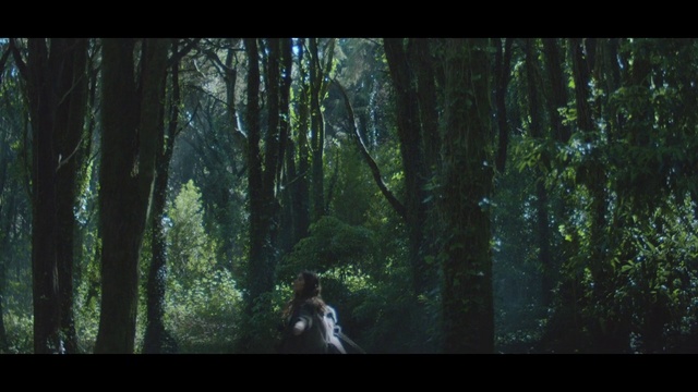 Video Reference: Plant, Tree, Wood, People in nature, Terrestrial plant, Natural landscape, Sunlight, Trunk, Atmospheric phenomenon, Morning