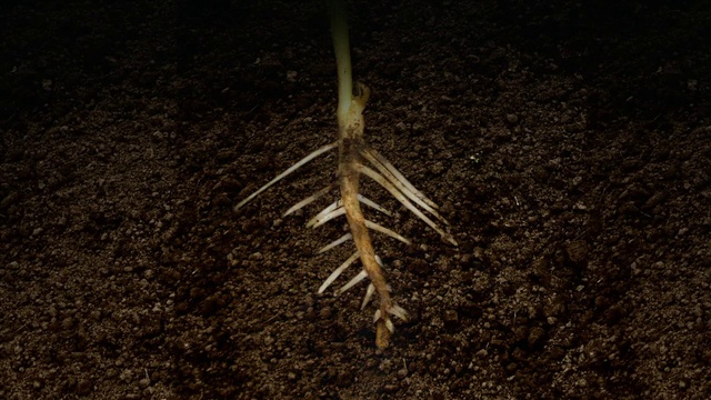 Video Reference: Road surface, Asphalt, Wood, Grass, Tints and shades, Soil, Event, Darkness, Shadow, Still life photography