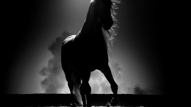 Video Reference: Horse, Atmosphere, Flash photography, Sky, Plant, Style, Black-and-white, Art, Working animal, Darkness