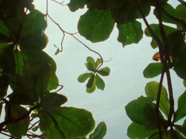 Video Reference: Plant, Flower, Sky, Leaf, Botany, Branch, Twig, Organism, Terrestrial plant, Tree