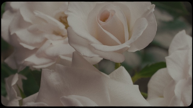 Video Reference: Flower, Plant, Hybrid tea rose, Petal, Rose, Rose family, Rosa × centifolia, Rose order, Floribunda, Garden roses