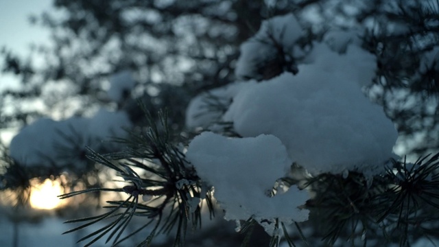 Video Reference: Atmosphere, Plant, Snow, Natural landscape, Twig, Wood, Freezing, Landscape, Grass, Sky