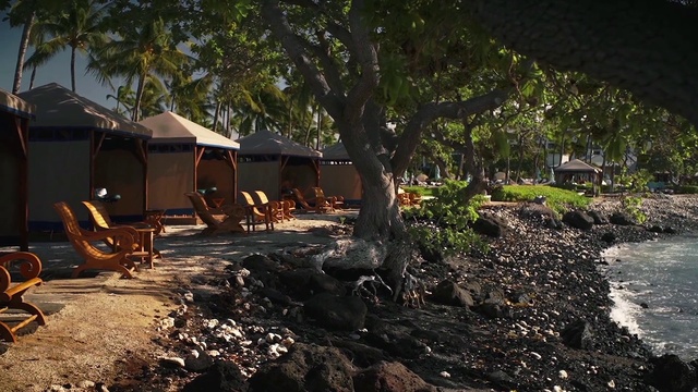 Video Reference: Plant, Arecales, Wood, Shade, Tree, Woody plant, Outdoor furniture, Landscape, Tints and shades, Cottage