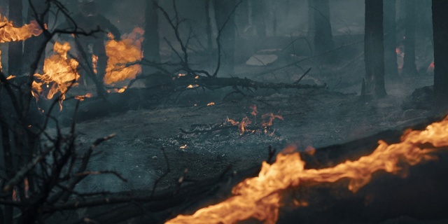 Video Reference: Atmosphere, Ash, Wood, Branch, Sunlight, Twig, Fire, Biome, Atmospheric phenomenon, Woody plant