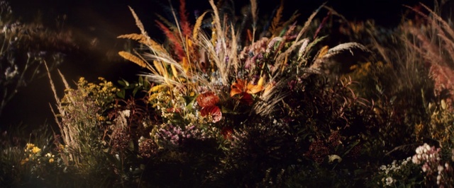 Video Reference: Plant, Underwater, Branch, Flower, Vegetation, Terrestrial plant, Marine biology, Petal, Grass, Twig