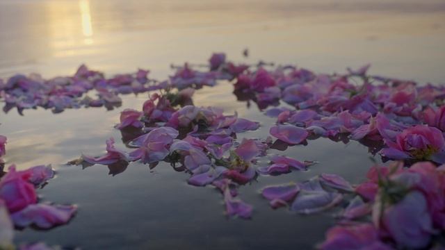 Video Reference: Flower, Water, Plant, Petal, Purple, Cloud, Leaf, Branch, Body of water, Pink